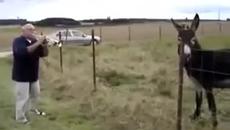 Вижте едно музикално магаре и после кажете че те нямат музикален нюх! - Videoclip.bg