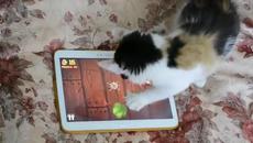 Котка играе нинджа на таблет Fruit Ninja - Videoclip.bg
