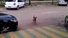Куче танцува страхотно.Смях - Videoclip.bg