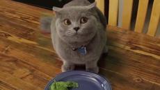 Сладко коте похапва...но много го е страх! ...Котките вече не са това което бяха смях - Videoclip.bg