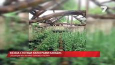 Спецакция иззе рекордни количества канабис в Петрич и Велико Търново - Videoclip.bg