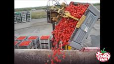 Томатина (Tomatina) е фестивал в чест на доматите в Испания! Днес GOOGLE представи Ла Томатина - Videoclip.bg