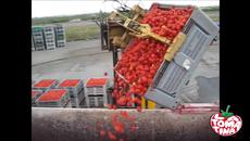 Томатина.Фестивал на доматите в Испания! Днес GOOGLE представи Ла Томатина La Tomatina - Videoclip.bg