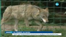 Вълк избяга от зоопарк в България - Вълчицата Лупи се връщала в клетката си да похапне - Videoclip.bg