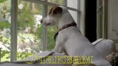 Обичта е всичко - Videoclip.bg