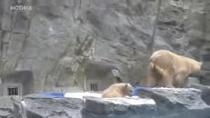 Майка мечка спасява малкото си когато пада във водата - Videoclip.bg