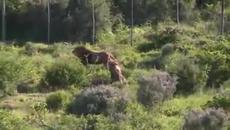 Двата български лъва на свобода в Африка - Videoclip.bg
