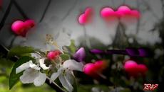 ♥♪♥ Всичко за любовта! ... ... (music Giovanni Marradi) ... ...♥♪♥ - Videoclip.bg