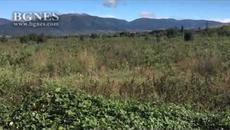 Бракуват розовите полета на Института по розата в Казанлък - Videoclip.bg