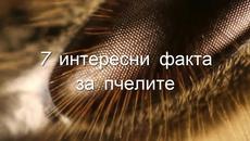 7 интересни факта за пчелите - Videoclip.bg