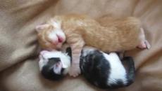 Котенцата които се гушкат !!! Видео на две малки котенца, които се прегръщат, стана хит в социалните мрежи - Videoclip.bg