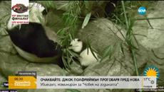 Най-малката панда в зоопарка във Вашингтон направи първите си стъпки - Videoclip.bg