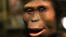 Австралопитеци са род човекоподобни, Australopithecus - 41 години от откриването на първите австралопитеци - Videoclip.bg
