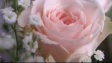 .♥.Танго .♥. Бели Рози!!! .♥..ღ♥ღ... - Videoclip.bg