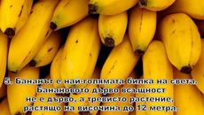 5 любопитни факта за бананите - Videoclip.bg