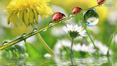 ..ღ♥ღ..Честита пролет..ღ♥ღ.. - Videoclip.bg