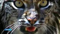 Рисовете за завръщат в българската планина - Videoclip.bg