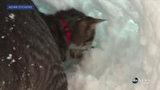 Котка си построи иглу - Videoclip.bg