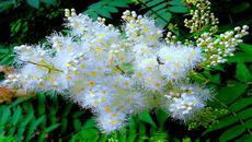 ❀☼❀Бяла пролет ... ... (Frederic Delarue music) ... ... ❀☼❀ - Videoclip.bg
