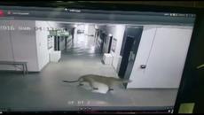 Ужасно! Леопард атакува и влезе в училище, рани шестима в Индия (ВИДЕО) - Videoclip.bg