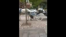 Philadelphia CRAZY horse-drawn carriage drivers - Videoclip.bg