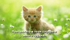 Кои са Най-интелигентните Животни на Земята?! (ВИДЕО) - Videoclip.bg