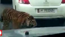 Тигър се движи необезпокоявано между автомобили при задръстване на магистрала в Катар - Доха - Videoclip.bg