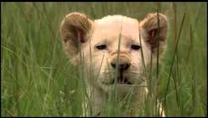 Белият Лъв / White Lion (2010) - Videoclip.bg