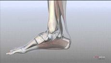 Анатомия на ходило! - Болки в петата - Videoclip.bg