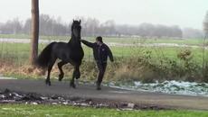 Прекрасен черен кон - Духът на Свободата - Videoclip.bg