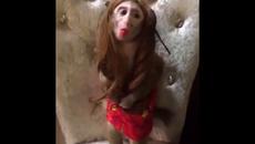 Ужасяващо! Гримираха маймунка за да става звезда в интернет - Videoclip.bg