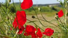 Макове в полето - Videoclip.bg