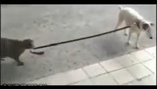 Вижте котка разхожда кучето!!! Не всеки ден се вижда това (ВИДЕО) - Videoclip.bg