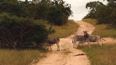 25 ти май - Денят на Африка 2016 бе с фокус върху правата на жените - Videoclip.bg