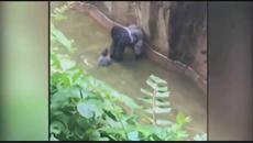 4-годишно момченце падна в клетка на горила, застреляха животното - Videoclip.bg