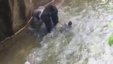 Дете падна в клетката на горила, застреляха животното - Videoclip.bg