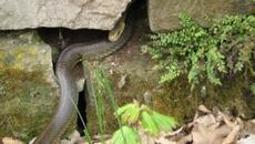 Змия ухапа 7-годишно момиченце в центъра на Пловдив - Videoclip.bg