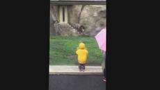 Защо не трябва да обръщаме гръб на хищник! Ужасяващ момент Лъв се спуска към дете, блъска се в стъкло - Videoclip.bg