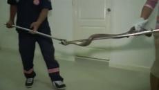 Ужасяващо! Кобра изплува от тоалетна (ВИДЕО) - Videoclip.bg