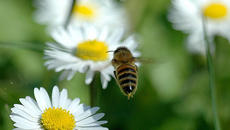 Световно признание и един милион долара ! Българско изобретение спасява живота на пчелите - Videoclip.bg