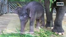 Първите дни от живота на бебе слонче - Videoclip.bg
