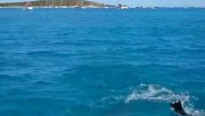 Невероятно! Черно куче се учи да плува с делфин - Вижте как се забавляват - Videoclip.bg