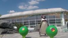 Пингвин и тюлен предсказват мачовете от Евро 2016 - Videoclip.bg