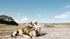 Лъв отмъщава за убития си другар (ВИДЕО) - Videoclip.bg