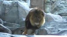 Страховито от зоопарка - Videoclip.bg