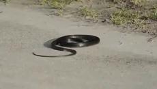 Вижте какво прави тази дрогирана змия! - Videoclip.bg