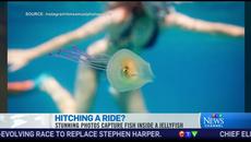 Уникално: риба заседна в медуза - Caught on cam Fish 'trapped' inside a jellyfish - Videoclip.bg