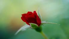 Розата си е роза! ... For you ! ღ❤ღ ... (Enrique Chía music) ... ... - Videoclip.bg