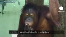 Маймуна намери цигара и я изпуши ...смях - Videoclip.bg