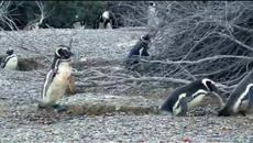 Мъжки Пингвини се бият жестоко заради женска! Animal Fight Night Homewrecking Penguin - Videoclip.bg
